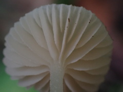 Hodophilus glabripes