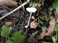 Hodophilus glabripes