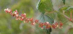 Acalypha capensis