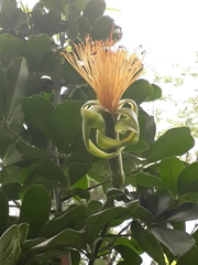 Pachira