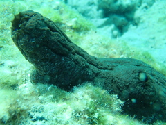 Phallusia fumigata