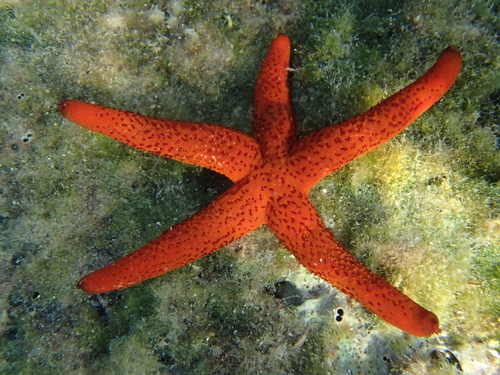 Crvena zvjezdača (Echinaster sepositus)
