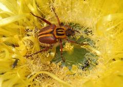 Lepithrix pseudolineata