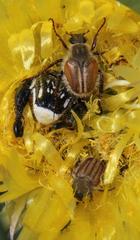 Lepithrix pseudolineata