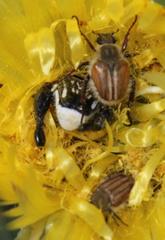 Lepithrix pseudolineata