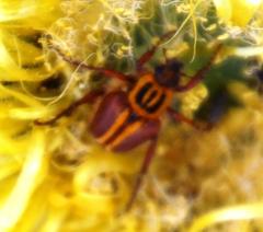 Lepithrix pseudolineata