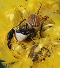 Lepithrix pseudolineata