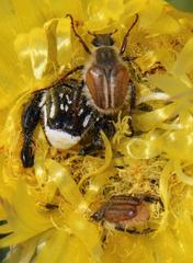 Lepithrix pseudolineata