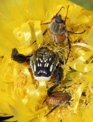 Lepithrix pseudolineata