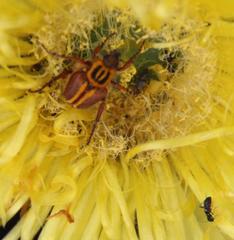 Lepithrix pseudolineata