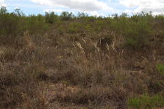 Pentameris eriostoma