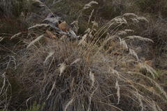 Pentameris eriostoma