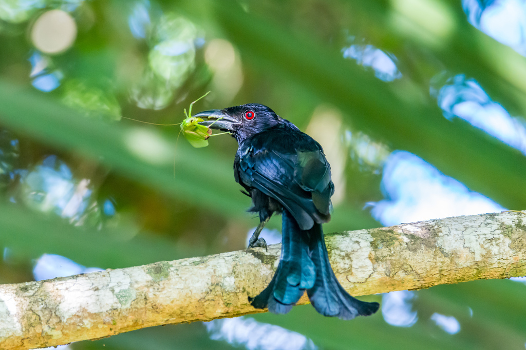 Wallacean Drongo photo