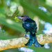 Wallacean Drongo - Photo (c) Julius Simonelli, some rights reserved (CC BY-NC), uploaded by Julius Simonelli