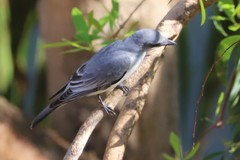 Coracina papuensis hypoleuca
