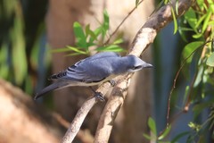 Coracina papuensis hypoleuca
