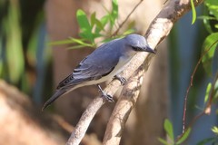 Coracina papuensis hypoleuca