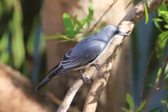 Coracina papuensis hypoleuca
