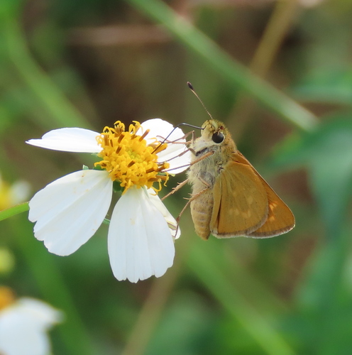 Meske's Skipper