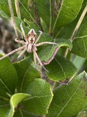 Rhysodromus