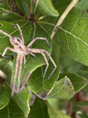Rhysodromus