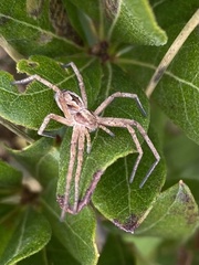 Rhysodromus