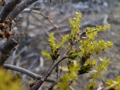 Misodendrum angulatum