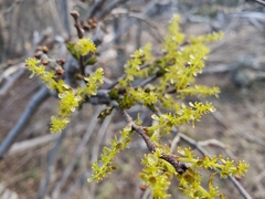 Misodendrum angulatum