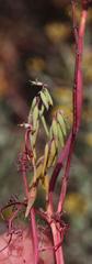 Cysticapnos cracca