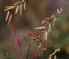 Cysticapnos cracca
