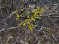 Misodendrum angulatum