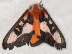 Hemileuca electra