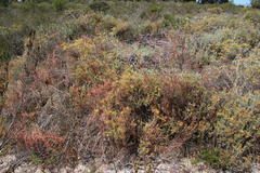 Cysticapnos cracca