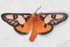Hemileuca electra