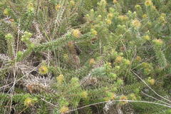 Cullumia carlinoides