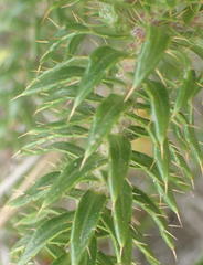 Cullumia carlinoides