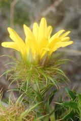 Cullumia carlinoides