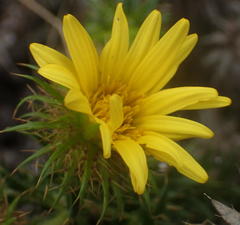 Cullumia carlinoides