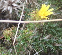 Cullumia carlinoides