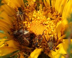 Lepithrix pseudolineata