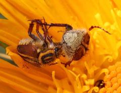 Lepithrix pseudolineata