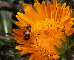 Lepithrix pseudolineata
