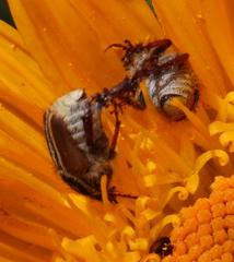 Lepithrix pseudolineata