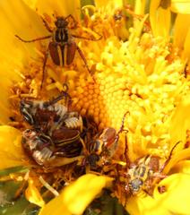 Lepithrix pseudolineata