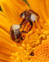 Lepithrix pseudolineata