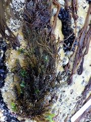 Ericaria selaginoides
