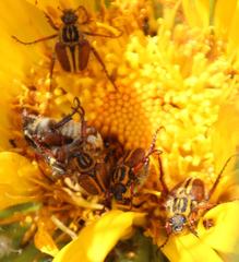 Lepithrix pseudolineata