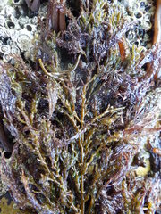 Ericaria selaginoides
