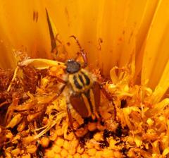 Lepithrix pseudolineata