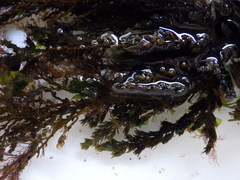 Ericaria selaginoides